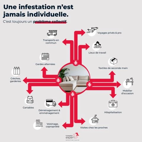 schema_infestation_punaises_de_lit